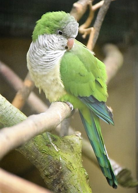 Perruche-souris perchée sur une branche, de profil, se lissant le plumage du dos