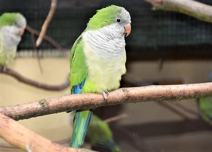 Perruche-souris de trois quarts face, perchée sur une branche