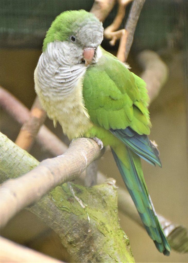 Perruche-souris de profil, la tête tournée vers l'objectif, perchée sur une branche