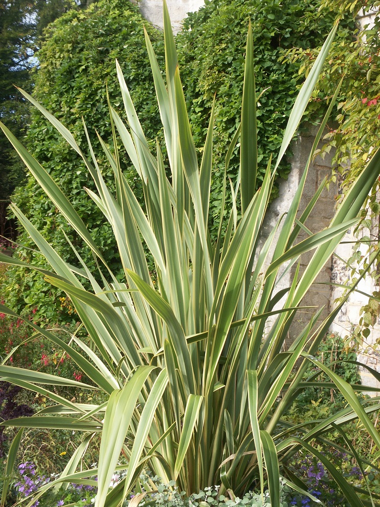 Pied de phormium