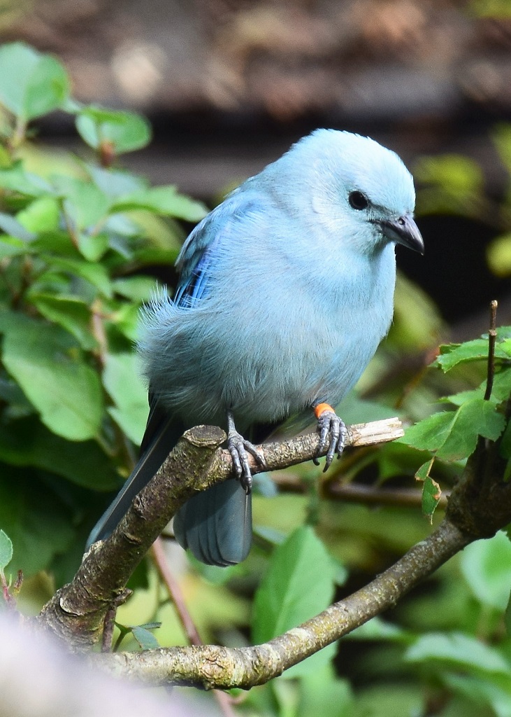 tangara évêque perché sur une branche, de trois quarts face