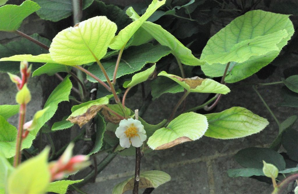 Feuilles et fleur d'Actinidia (kiwi)