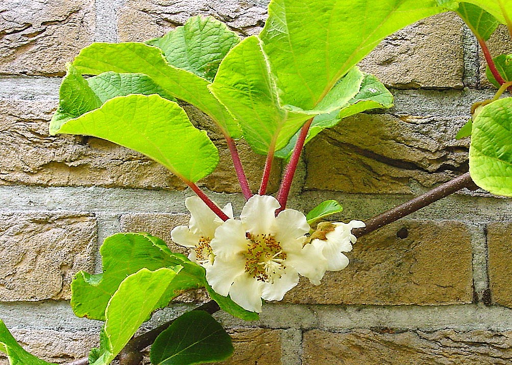 Fleur d'actinidia (Kiwi) vue de près