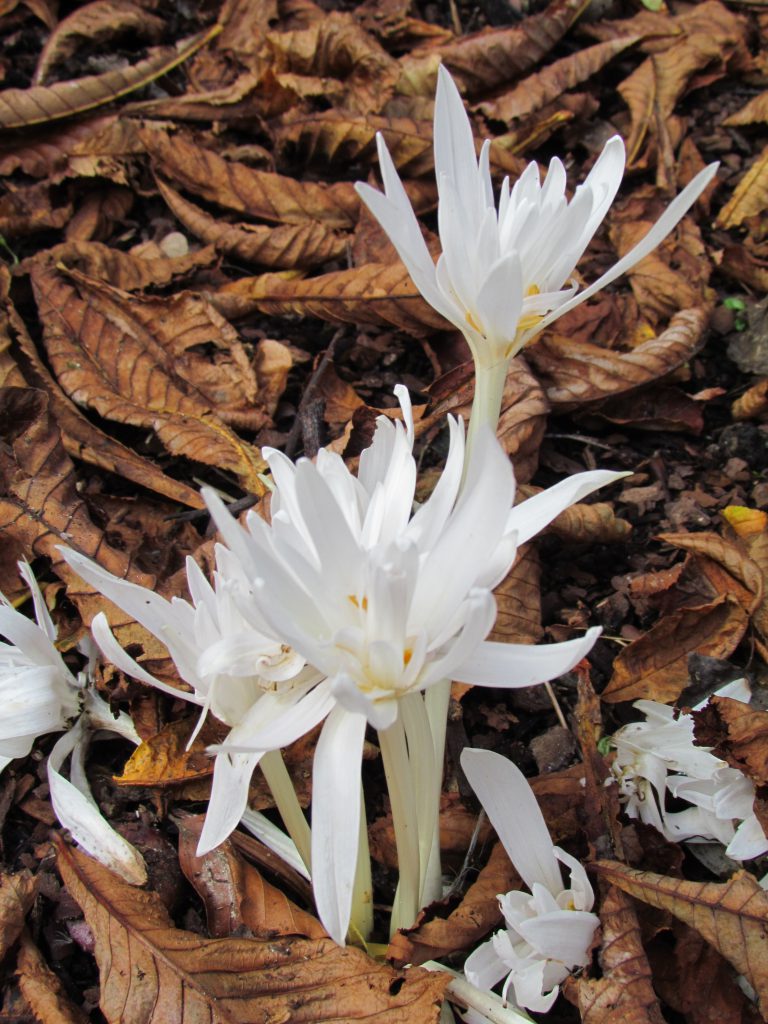 Fleurs de colchique sortant du sol