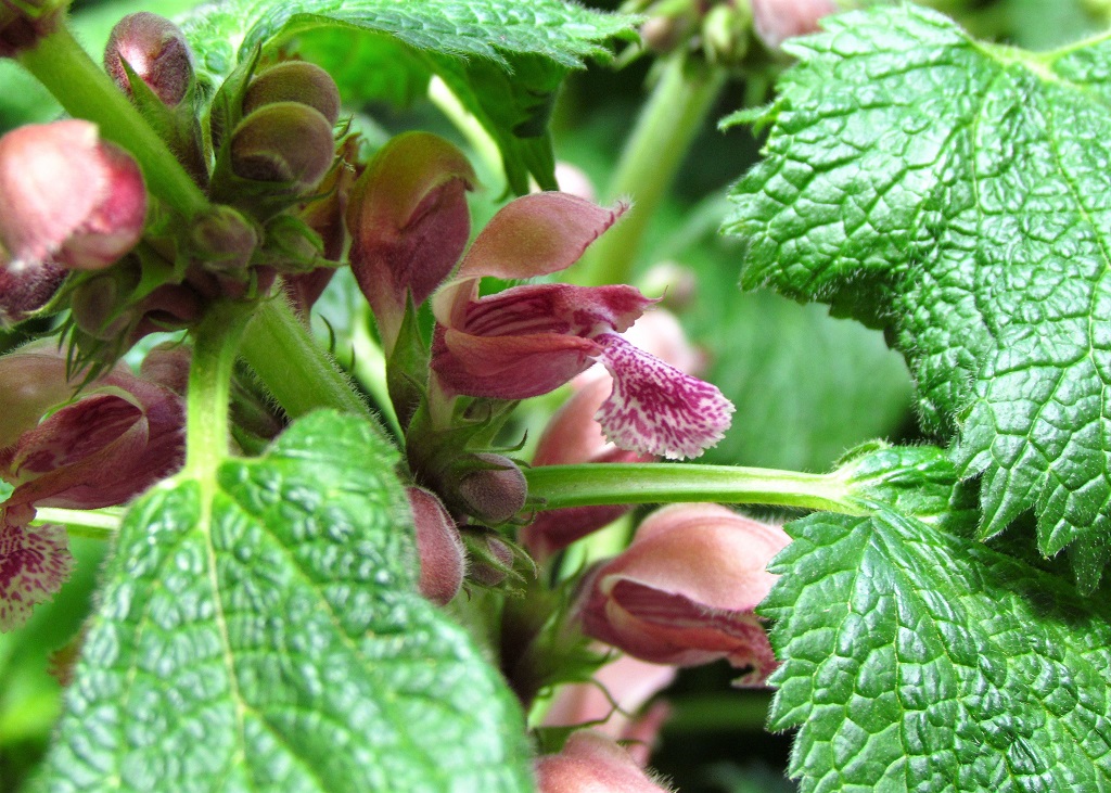 Fleurs d'ortie rouge vues de près