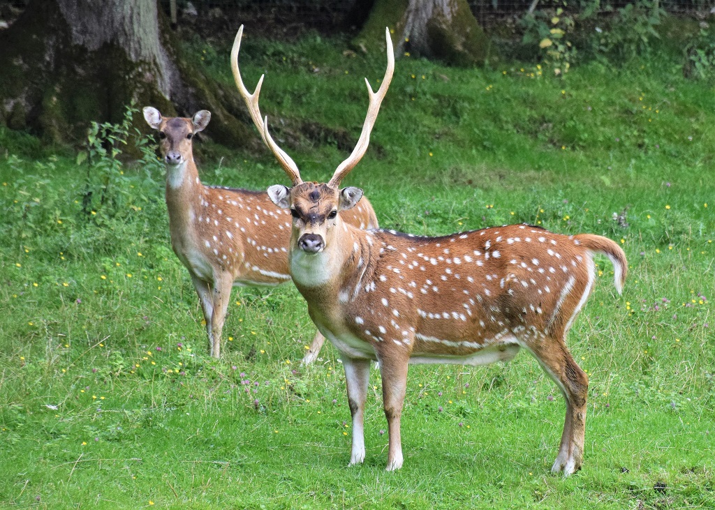 Couple de cerf axis