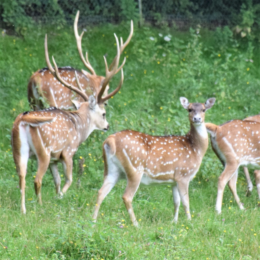 Femelle cerf axis regardant vers l'objectif