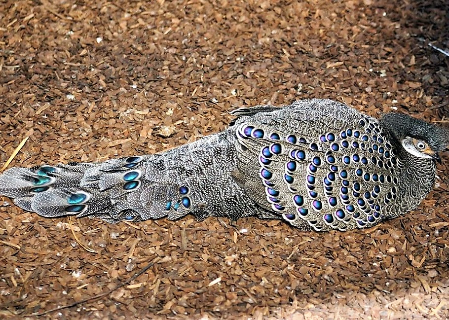 Eperonnier chinquis de profil, couché sur l'écosol