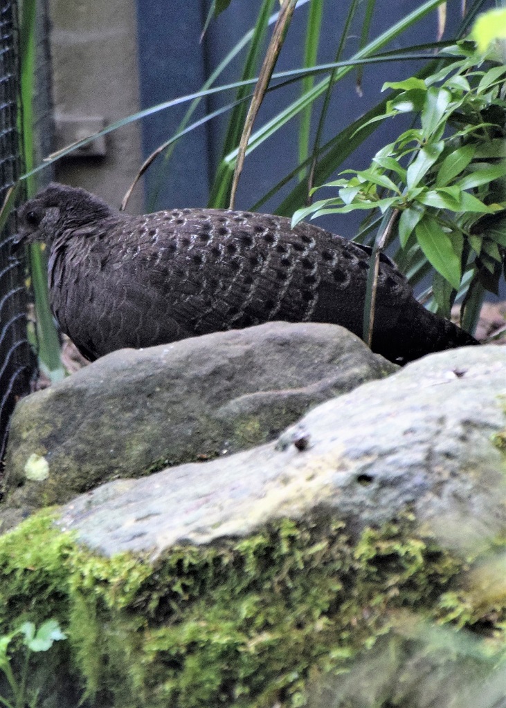 Femelle éperonnier chinquis de profil, cachée derrière un rocher