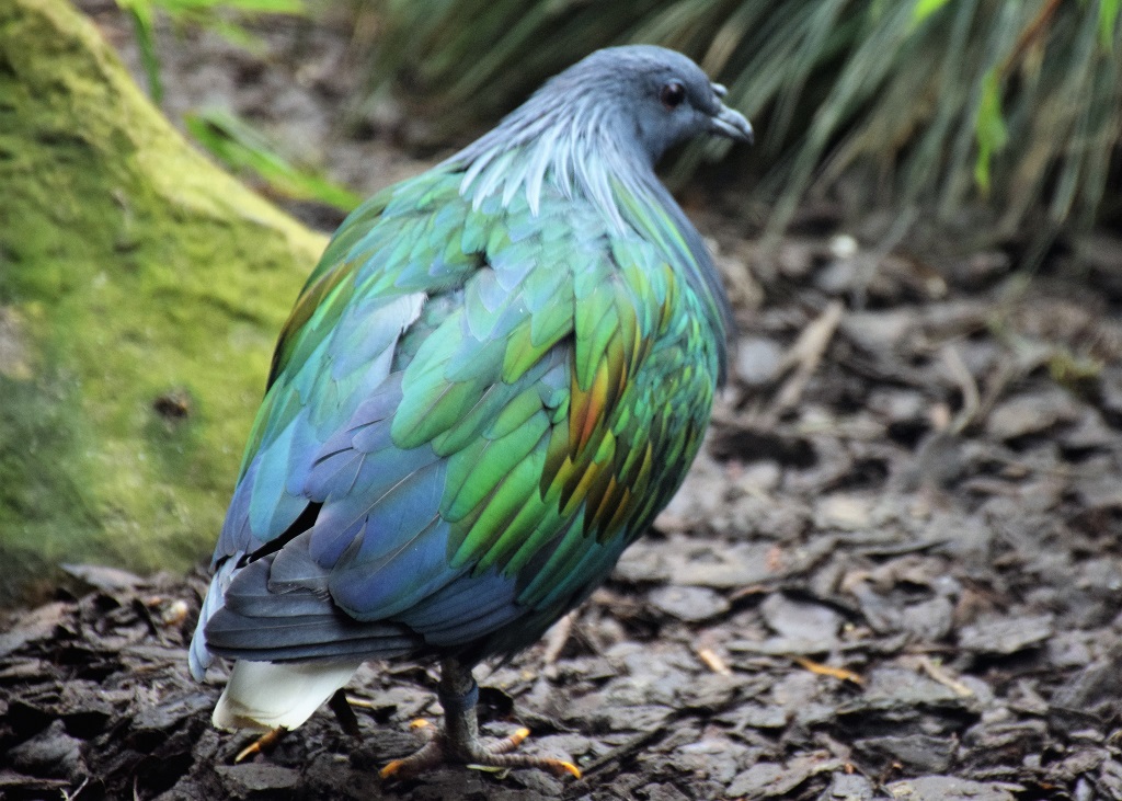 pigeon de Nicobar de trois quarts dos, regardant vers la droite