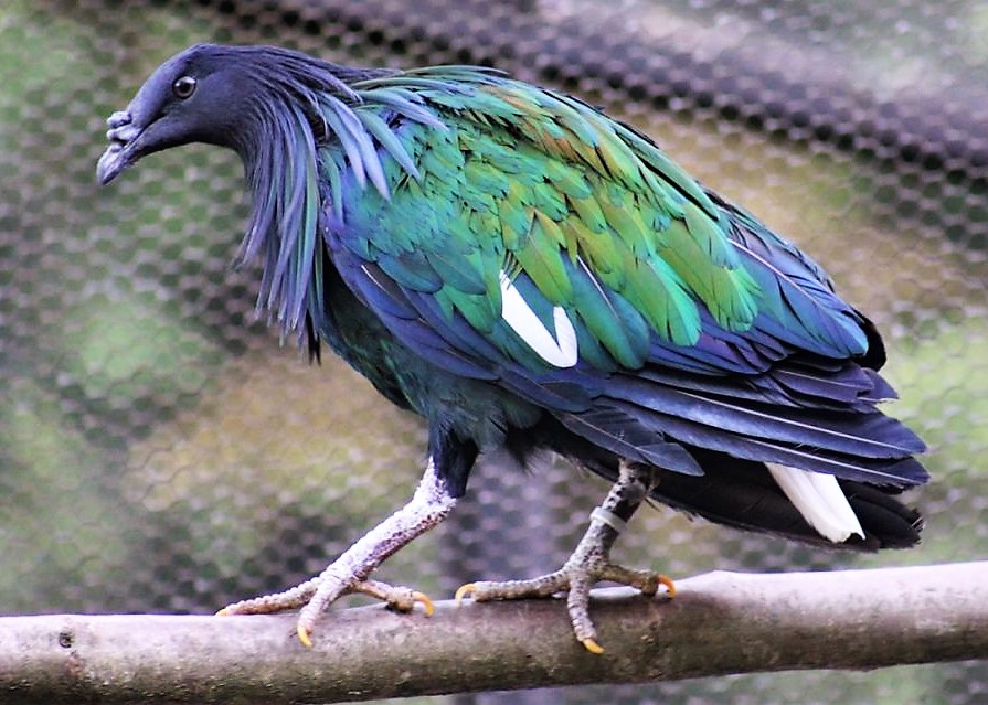 pigeon de Nicobar de profil, perché sur une branche