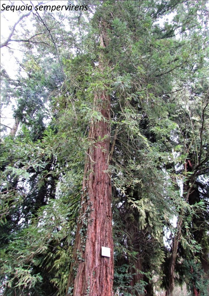 séquoia toujours vert en pied
