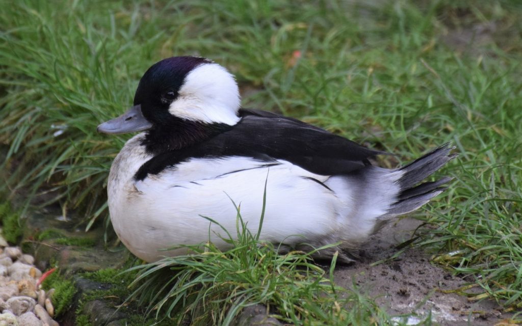 mâle garrot albéole couché sur l'herbe, de profil