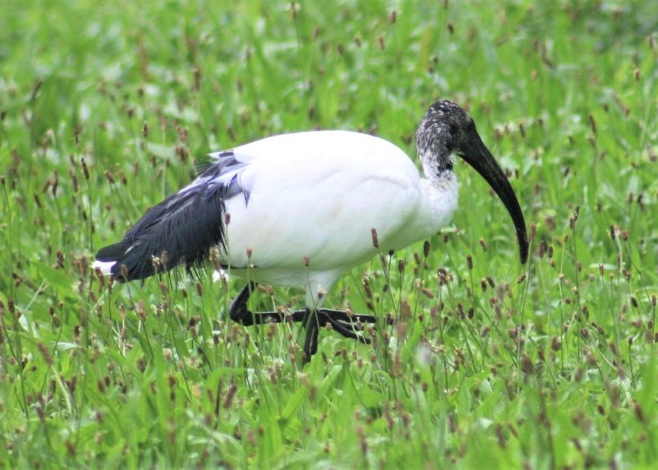 ibis sacré de profil, marchant dans l'herbe