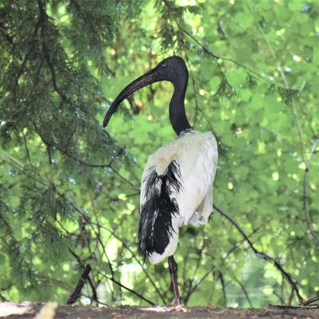 ibis sacré de dos, dans les sous-bois, la tête tournée vers la gauche