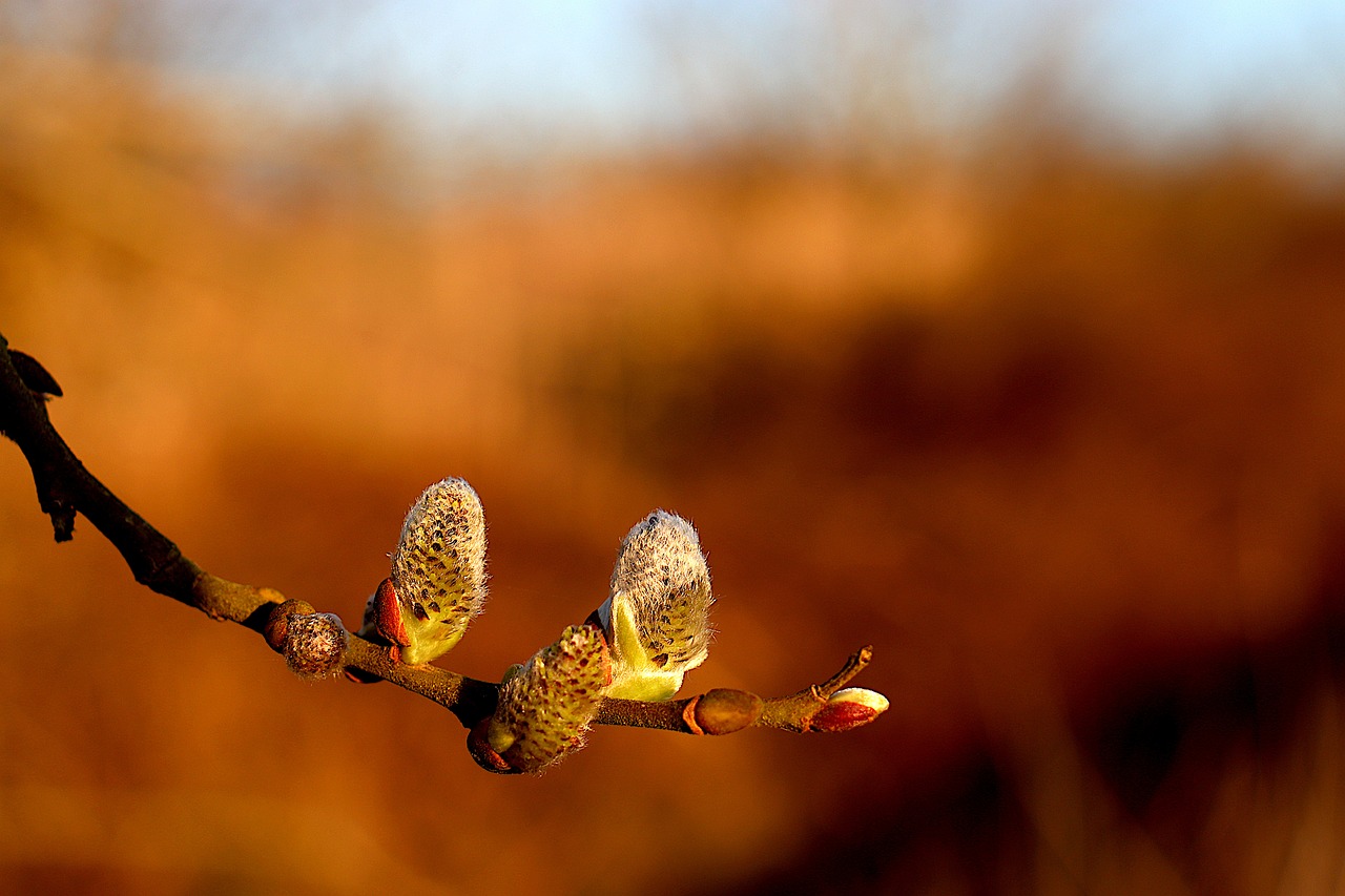 photo de deux bourgeons sur une branche