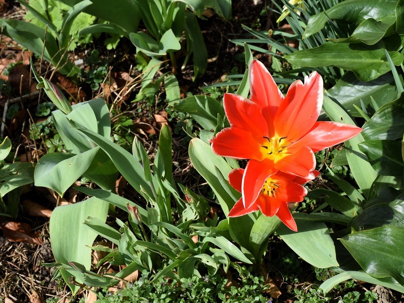 photo d'une fleur de tulipe aux teintes rouges sur fond de feuilles vertes