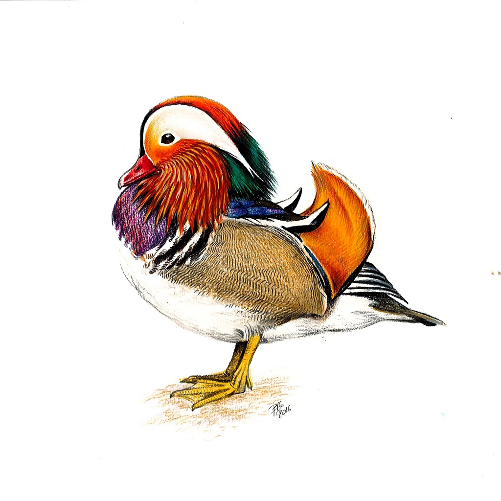 Dessin naturaliste d'un canard mandarin mâle en plumage nuptial