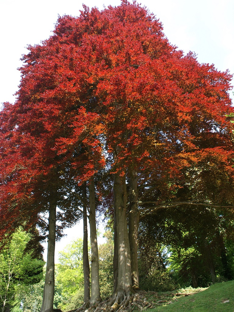 Hêtres pourpres avec leurs feuilles rouge vif