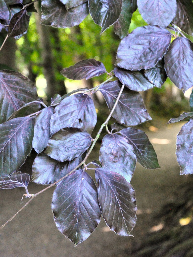 Feuilles d'hêtre pourpre vues de près