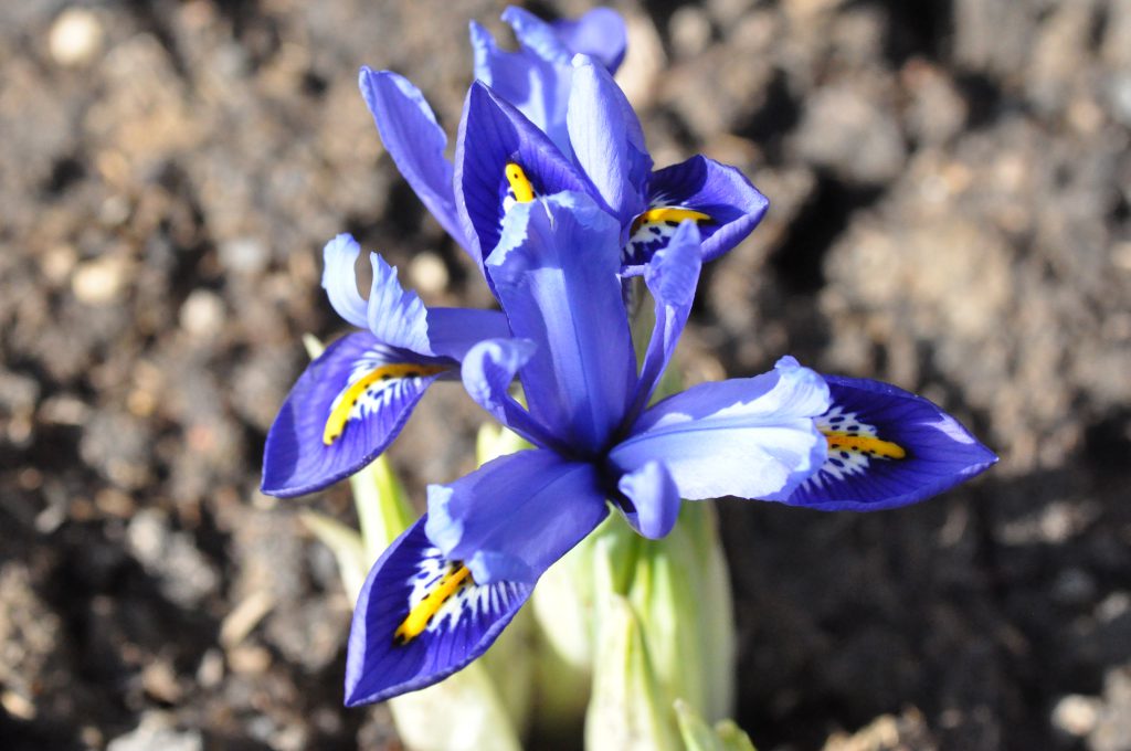 Fleurs d'iris reticulata harmony vues de près