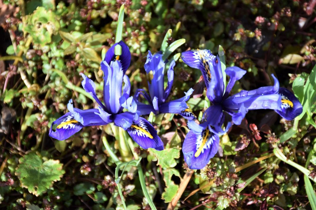 Plusieurs fleurs d'iri reticulata harmony regroupées
