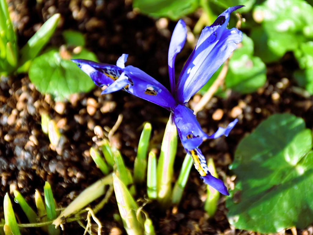 Fleur d'iris reticulata harmony avec ses feuilles commençant à sortir de terre