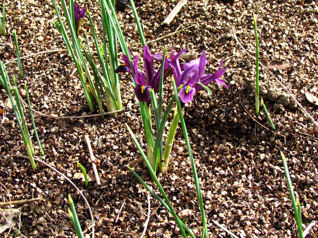 fleurs et feuilles d'Iris nain 'J.S. Dijt'