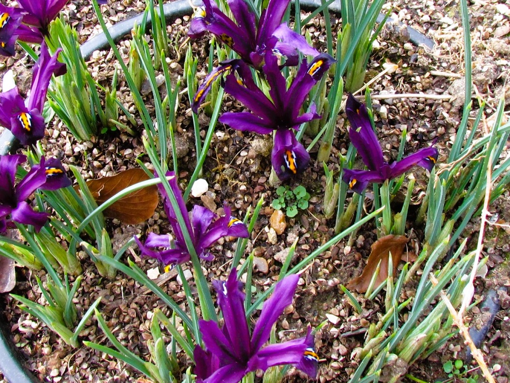 petit bosquet d'iris nain 'J.S. Dijt'