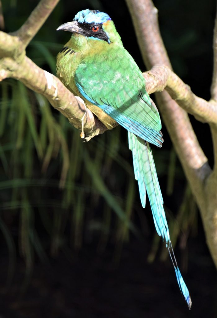 Motmot houtouc de trois quarts dos posé sur une branche