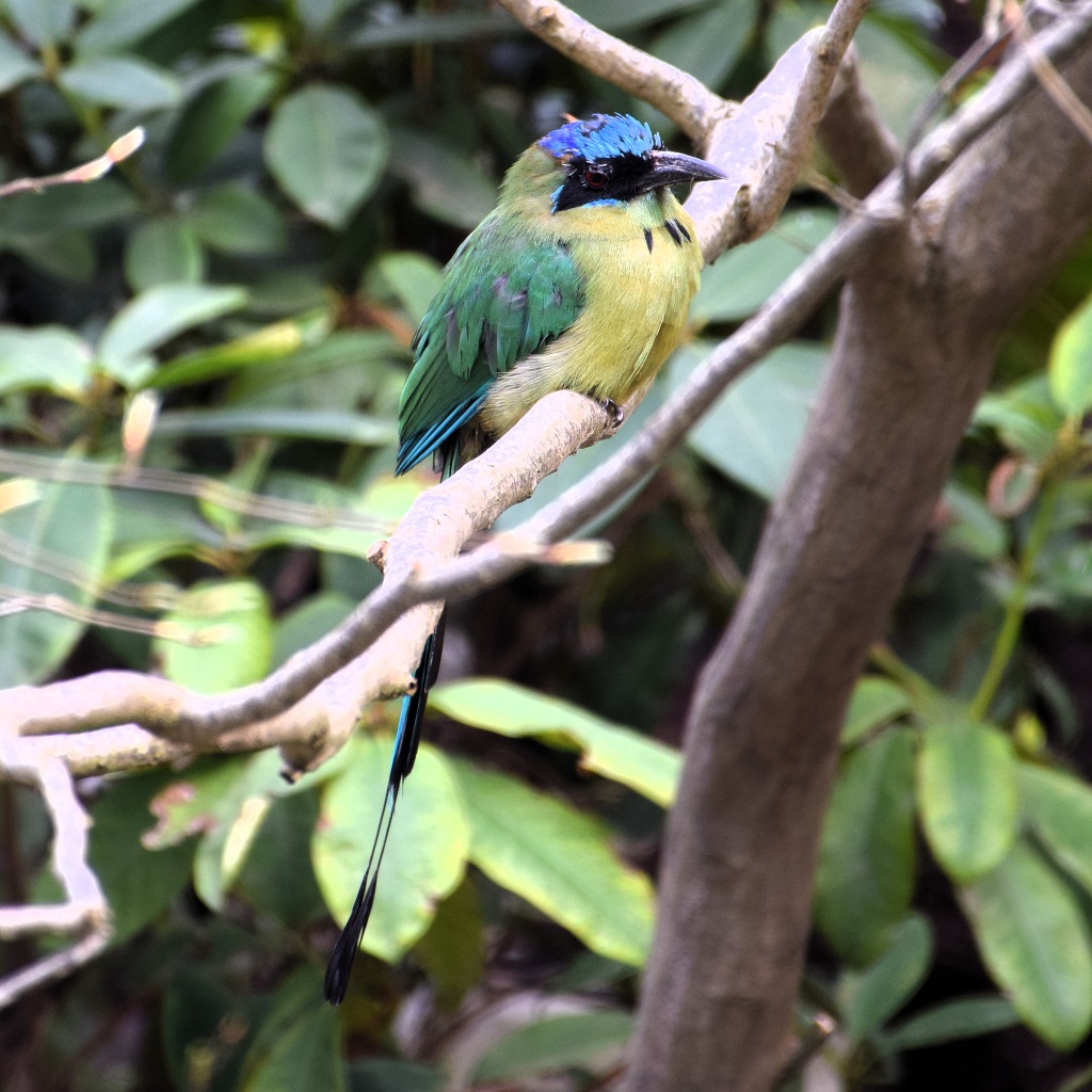 Motmot houtouc sur une branche, de profil