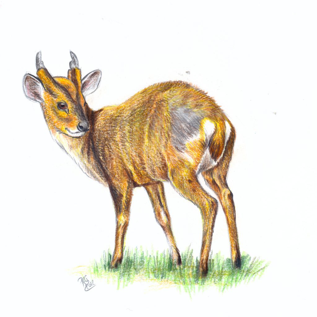 dessin naturaliste d'un muntjac de Reeves