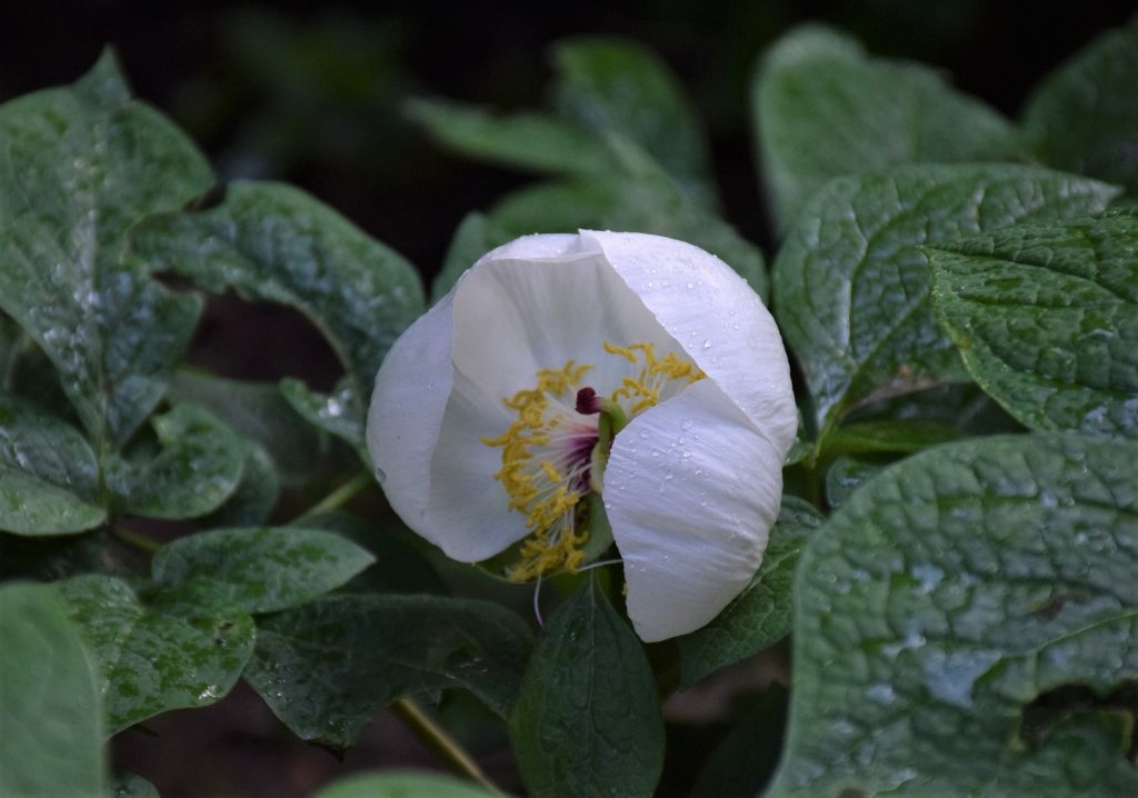 Fleur et feuilles de pivoine du Japon, vues de près