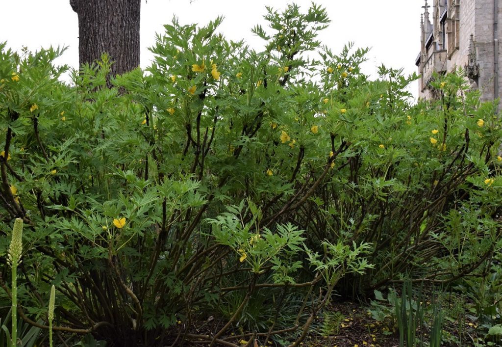 massif de Paeonia lutea, une pivoine arbustive à fleurs jaunes