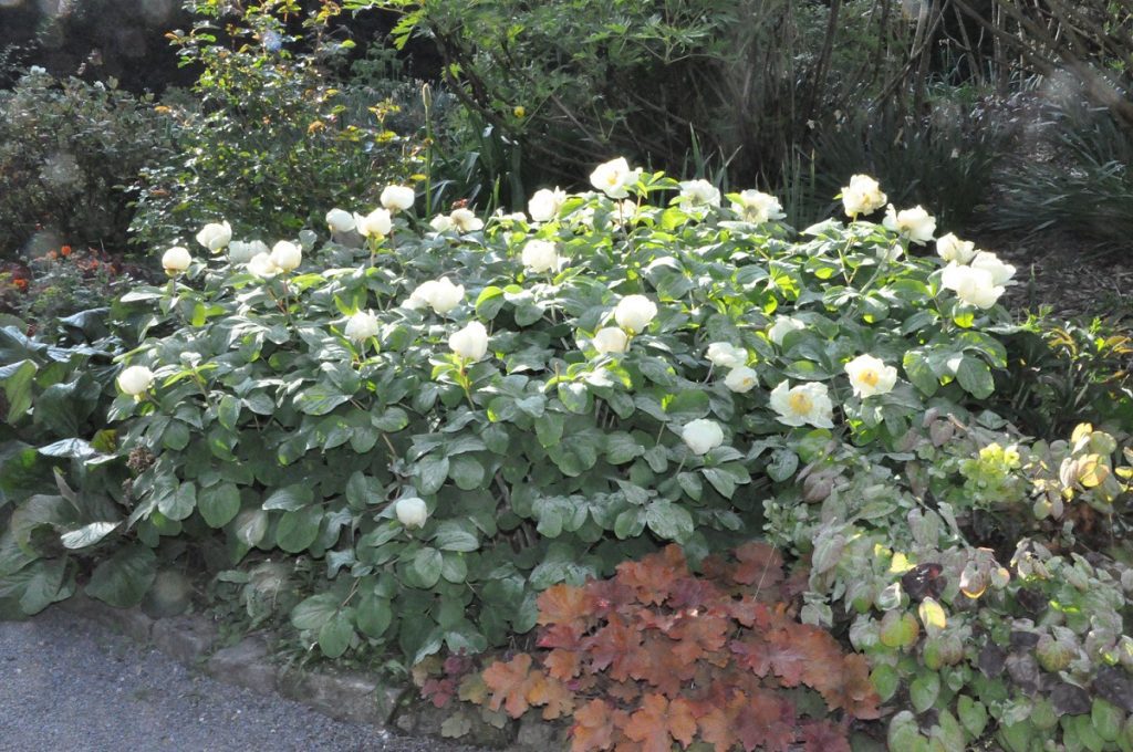 massif de paeonia mlokosewitschii, un pivoine herbacée à fleurs blanches