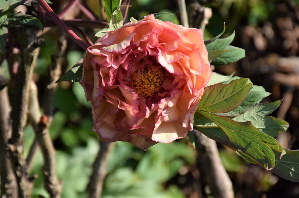 Fleur de Paeonia suffructicosa vue de près, rose orangée, une autre pivoine arbustive.