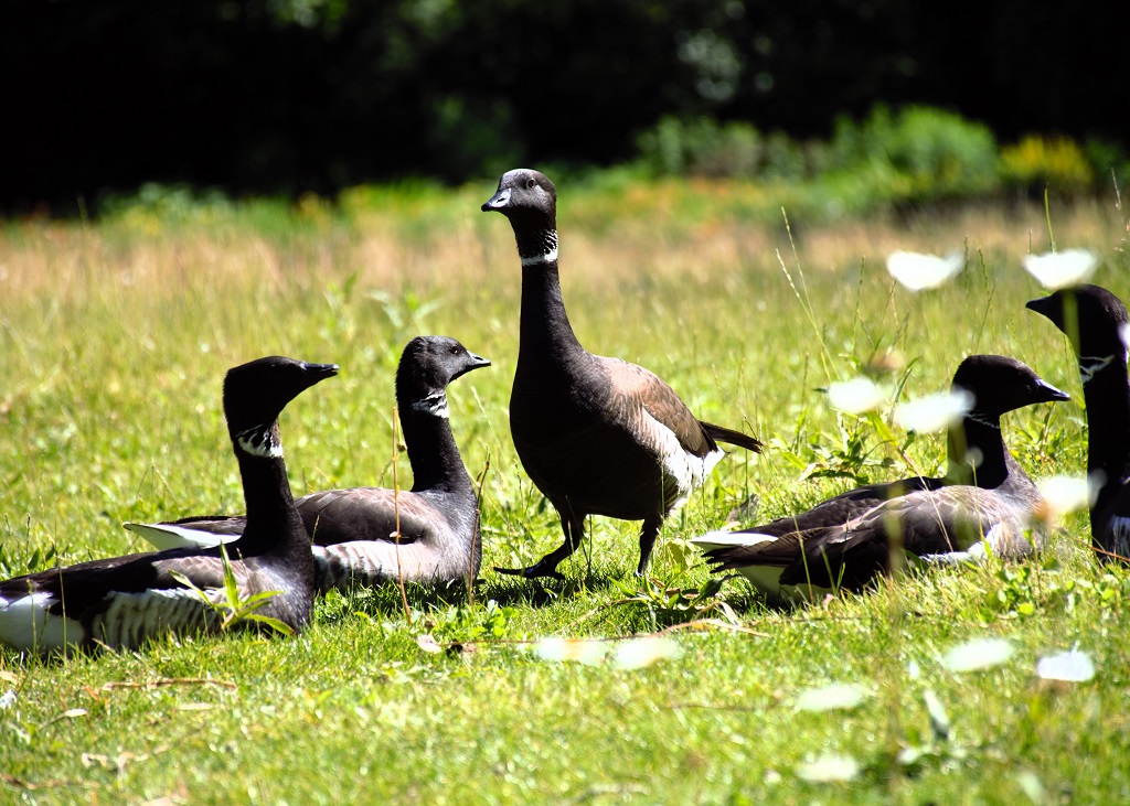 Groupe de bernaches cravant, plusieurs couchées dans l'herbe, une debout, de trois quarts face