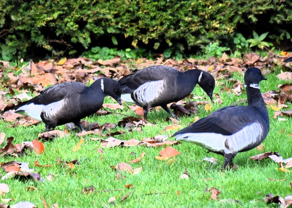 groupe de bernaches cravant broutant dans l'herbe