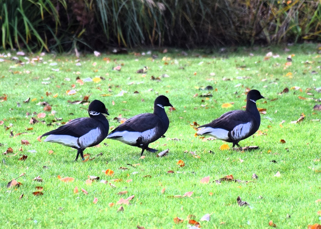 Groupe de bernaches cravant marchant dans l'herbe, de profil