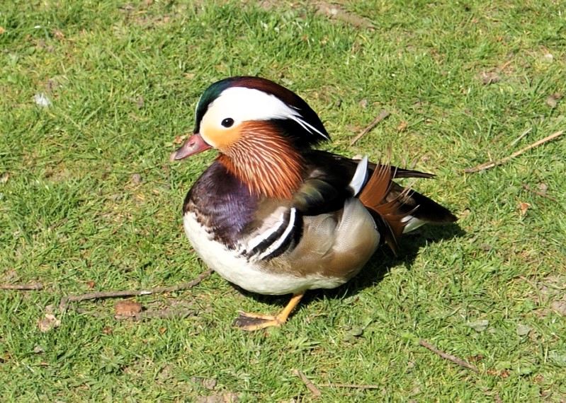 mâle canard mandarin de profil, en plumage nuptial, sur l'herbe