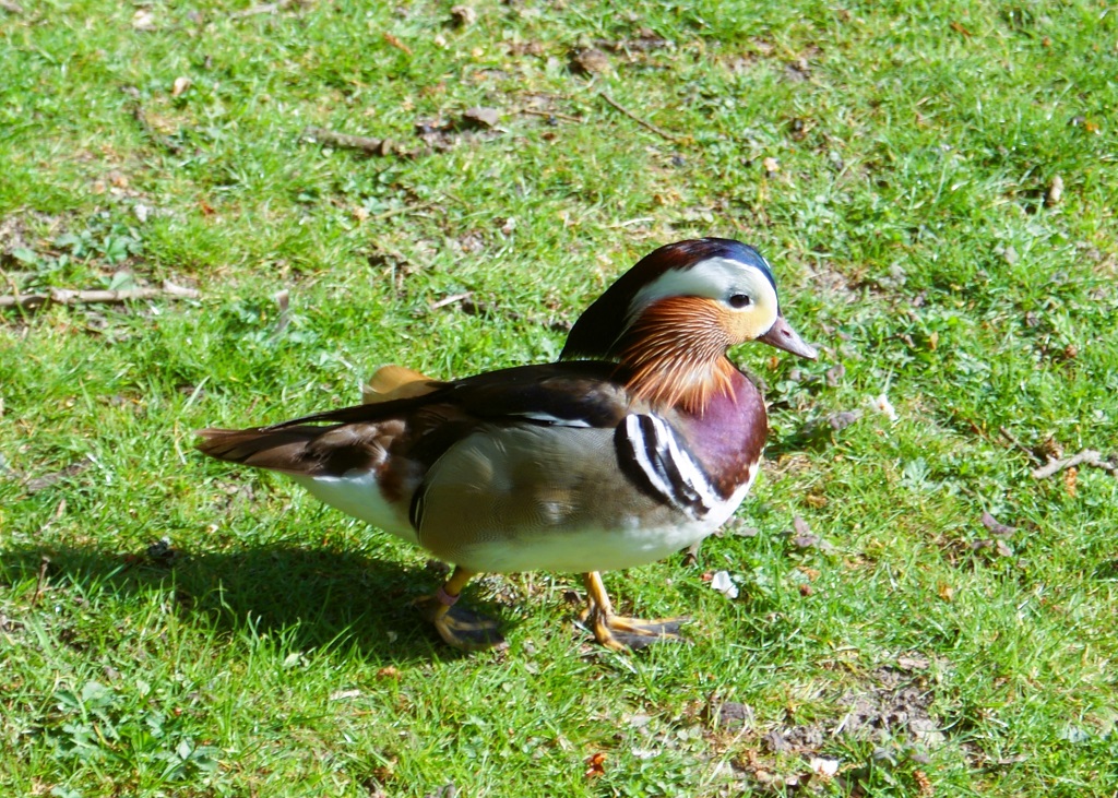 mâle canard mandarin sur l'herbe, de profil, regardant vers la gauche