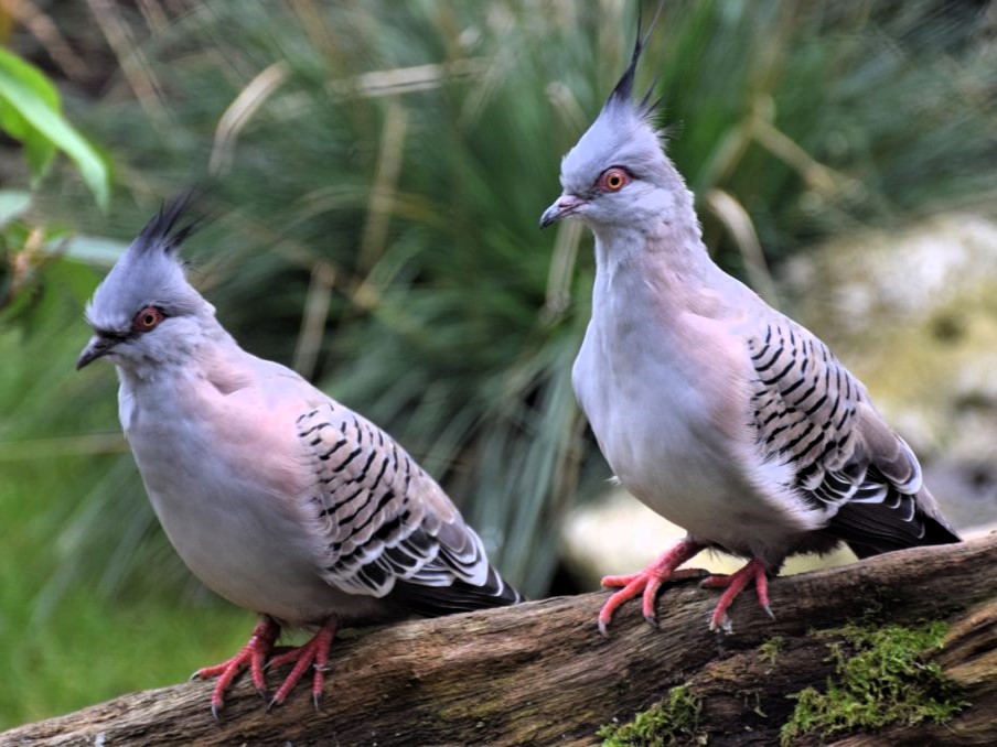 couple de colombes lophotes perché sur une branche