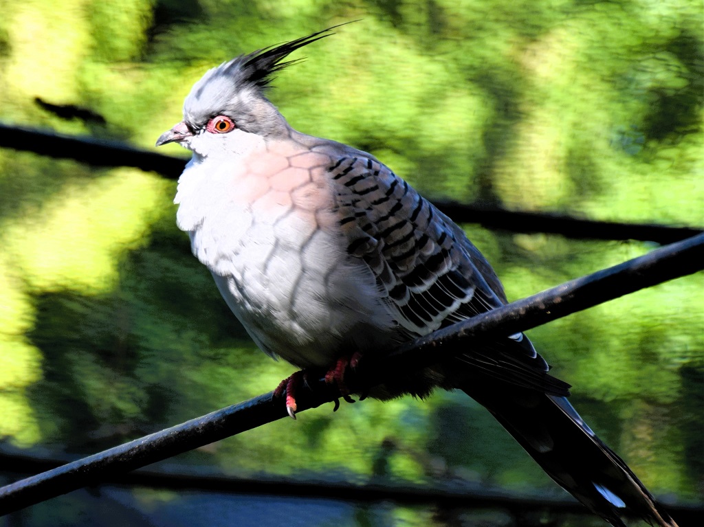 colombe lophote de profil, perchée sur une branche, en hauteur