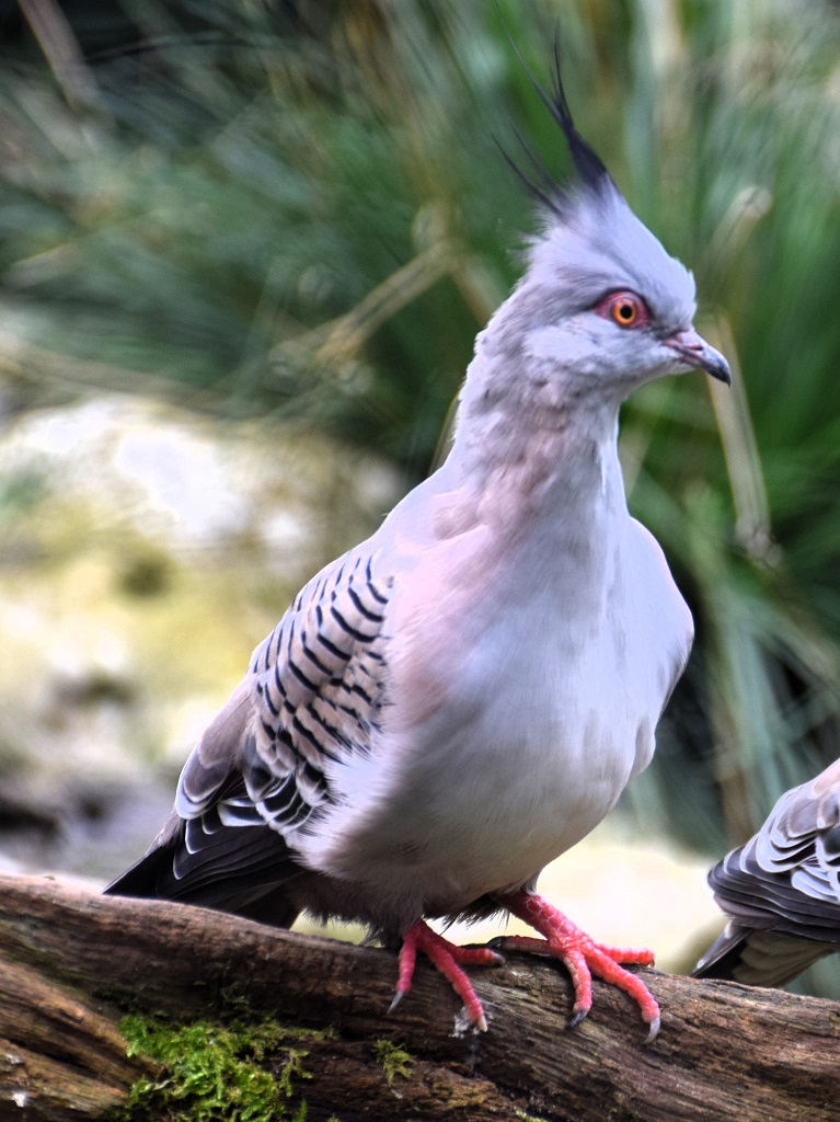 colombe lophote perchée sur une branche, redressée, attentive, regardant vers la gauche