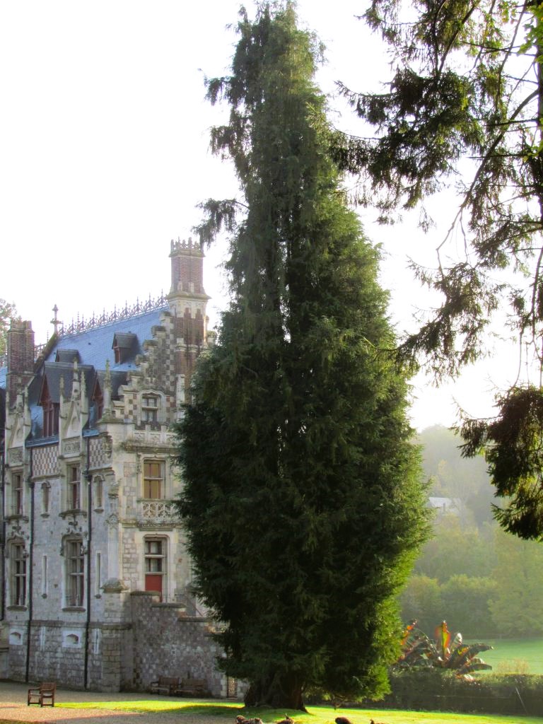 Cyprès de Lawson en pied, près du château