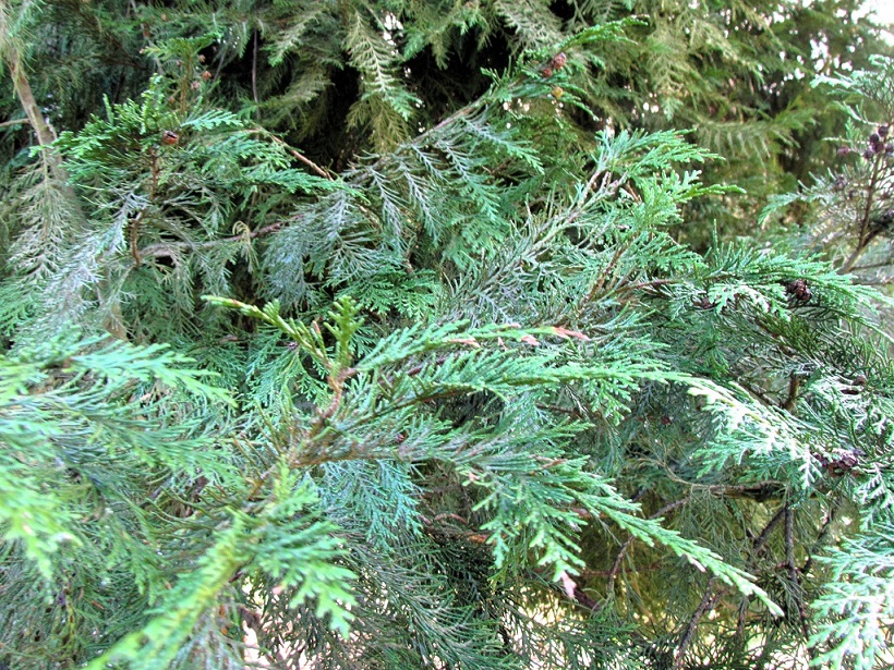 Feuilles de cyprès de Lawson, vues de près