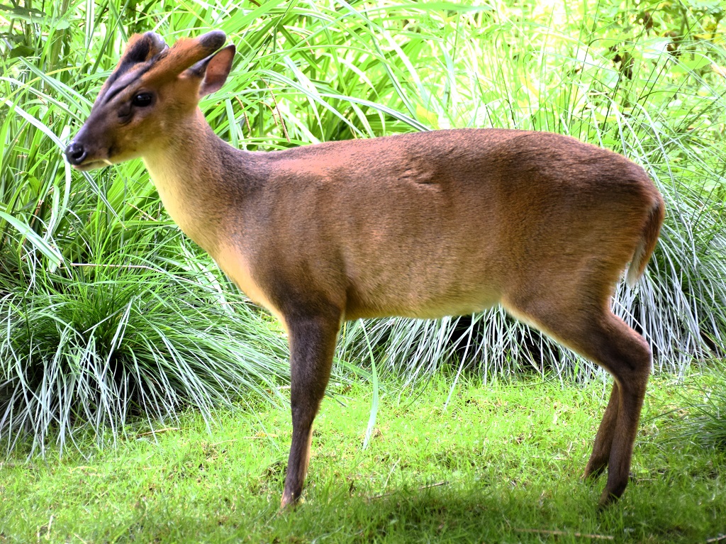 muntjac de Reeves debout dans l'herbe, de profil