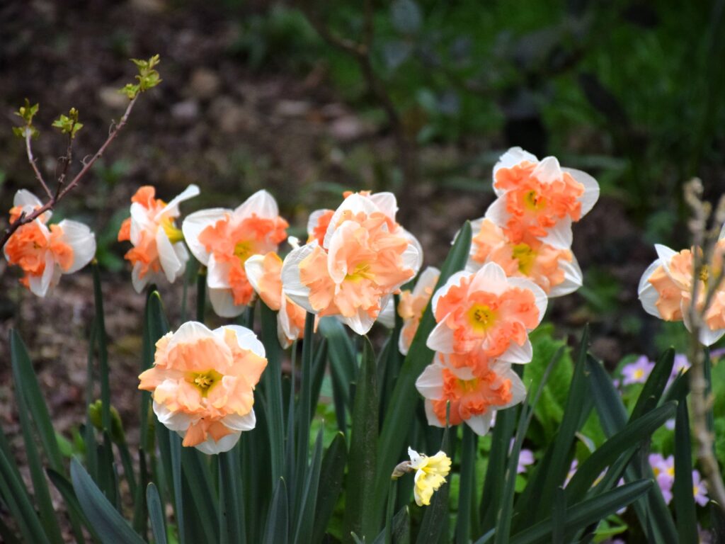 Champ de fleurs orangées de narcisse 'decasplis apricot whirl'