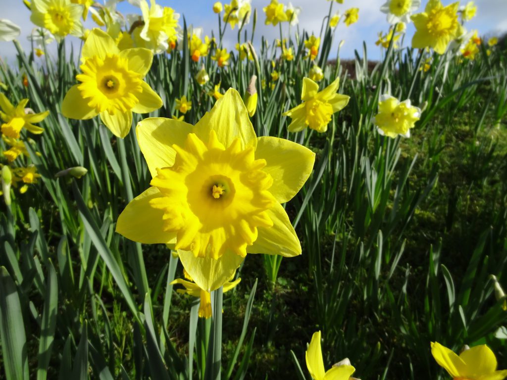 Champ de fleurs jaunes de Narcisses trompette Dutch master