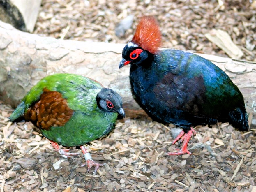 Couple de roulrouls couronnés